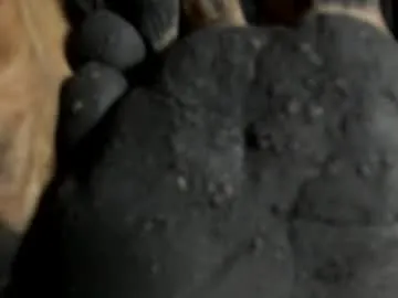 tifany__ross — GODDESS OF FEET   free c2c  in private lush and domi  ore on tip menu active and PVT OPEN  Join FAN CLUB - Multi-Goal :  appreciation for the show #FEMDOM #socks #heels #CURVY #feet